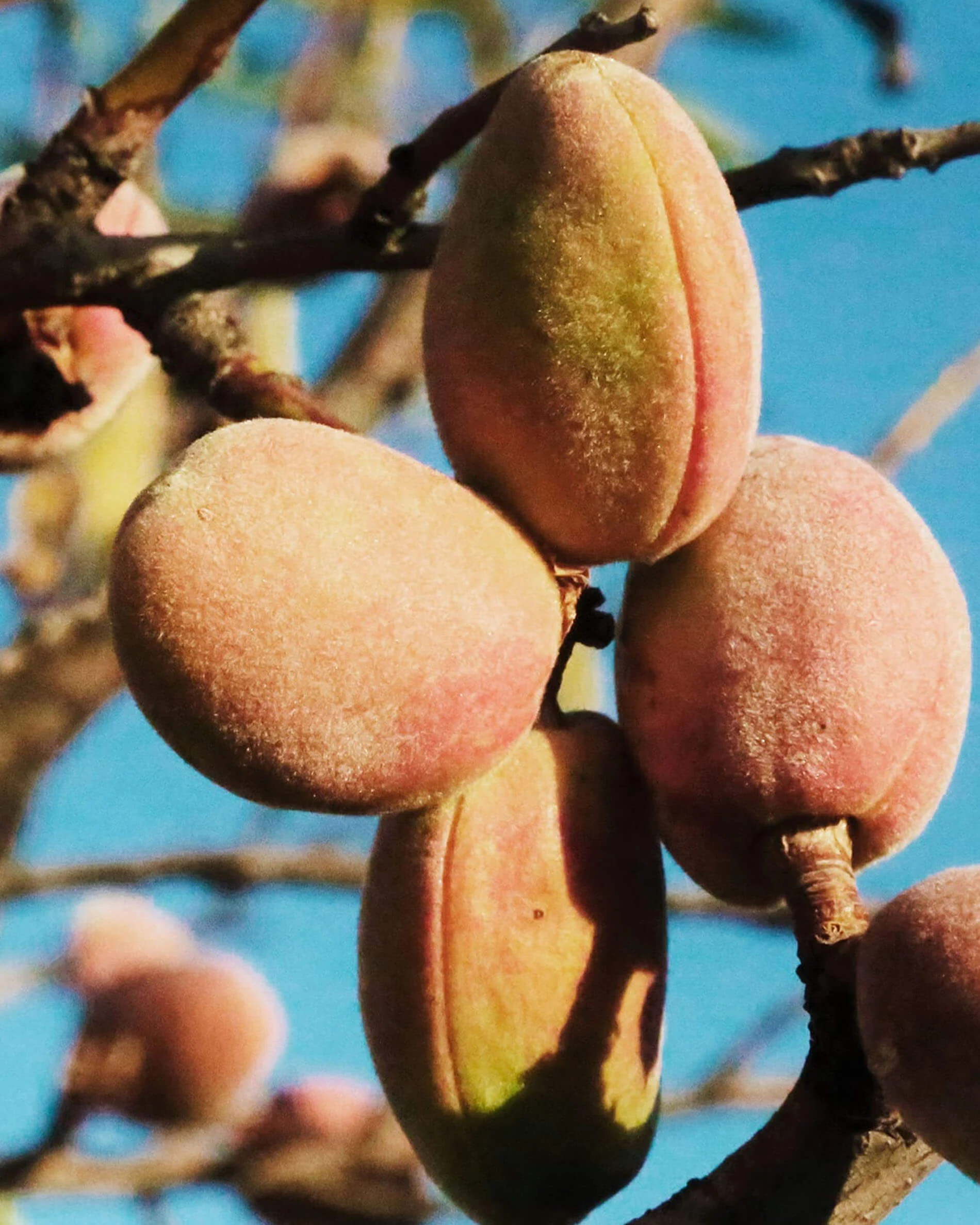 Sciure de bois pour fumage à froid - Image 9